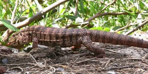 lagarto_colorado_recs_ene_m.jpg