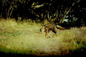 nt0803bs_lg.jpg