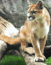 puma.jpg